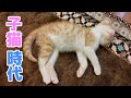 ５ケ月前はこんなに小さな天使だった 保護猫子猫の成長記録