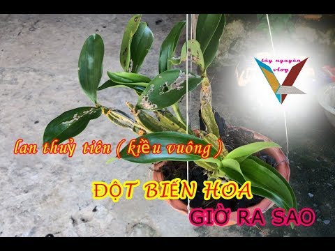 giò lan thuỷ tiên ( kiều vuông ) đột biến hoa đẹp nhất việt nam | Foci