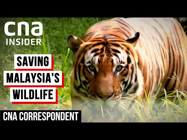 Saving Malaysia's Endangered Animals From Extinction | CNA Correspondent class=