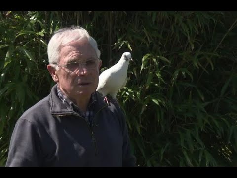 Vidéo: Peut-on apprivoiser un pigeon ramier ?