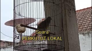 Story wa Perkutut Lokal//pancingan//