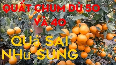 quất tết 2022 quất chum dù 4,50,và châu nhựa quất thế