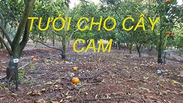 Béc tưới phun mưa BS5000-Plus tưới cho cây cam - 0985833804