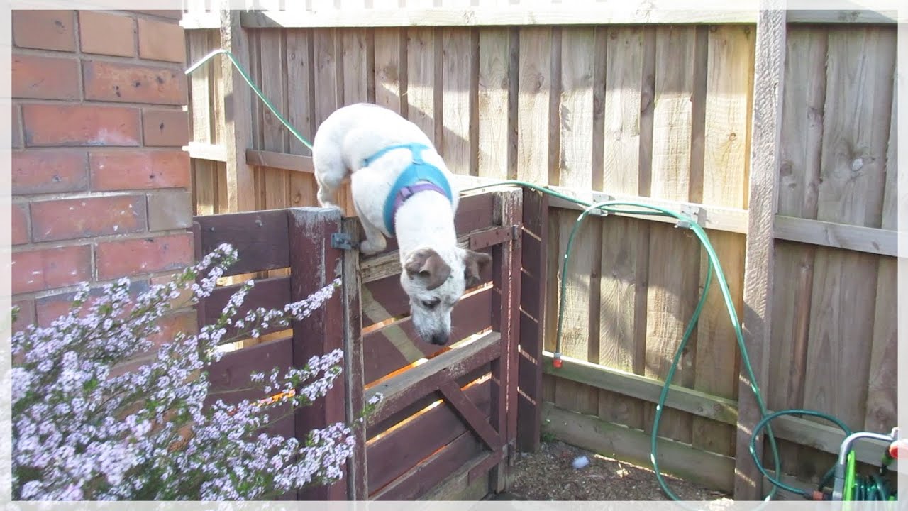 DOG JUMPS FENCE YouTube