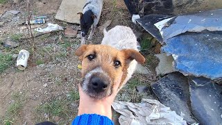 Rescue Of Innocent Puppies Dumped On A Pile Of Trash