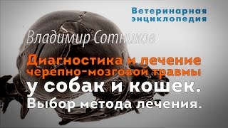 Черепно-мозговые травмы у собак и кошек. Диагностика и лечение