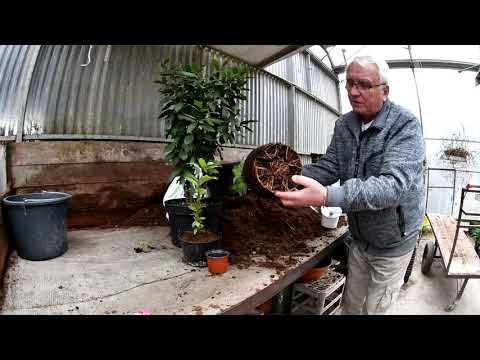 Video: Pěstování Vavřínu - Laurus Nobilis V Místnosti