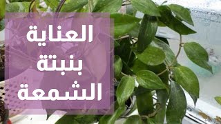 العناية بنبتة الشمعة