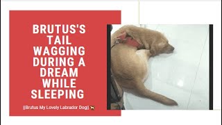 Brutus's Tail Wagging During a Dream While Sleeping ||Brutus My Lovely Labrador Dog||๐๐ง๐๐