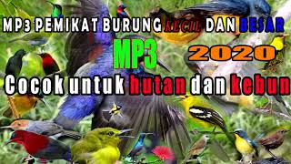 Suara pikat untuk semua burung kecil mp3 ampuh durasi panjang.#12