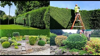 HEDGE TRIMMING Highlights