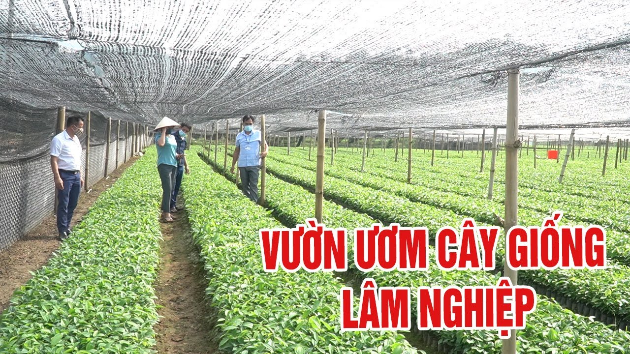 Phát triển kinh tế từ nghề làm vườn ươm cây giống lâm nghiệp ...