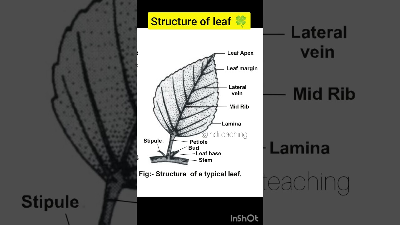 Structure of typical leaf | neet biology | class 11th biology | 