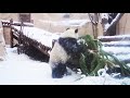 Панда в Московском зоопарке играет с заснеженной елкой