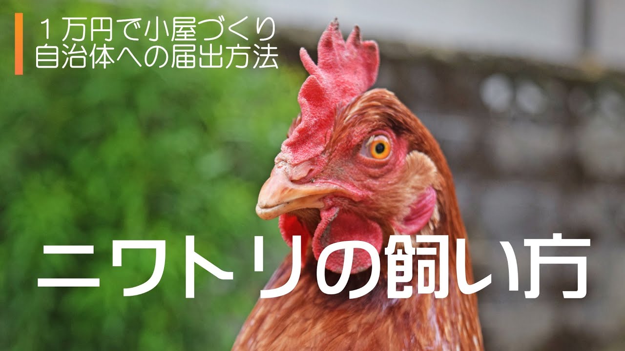 ニワトリの餌の作り方 ニワトリの飼い方 趣味千