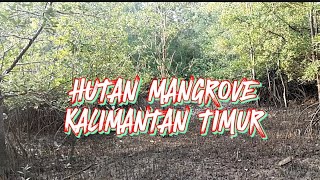 HUTAN MANGROVE KALIMANTAN TIMUR Part 1
