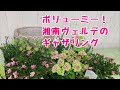 ボリューミー!ペチュニア湘南ヴェルデの寄せ植え母の日プレゼントにいかが?