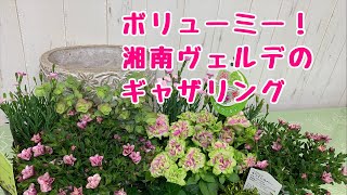 ボリューミー!ペチュニア湘南ヴェルデの寄せ植え母の日プレゼントにいかが?