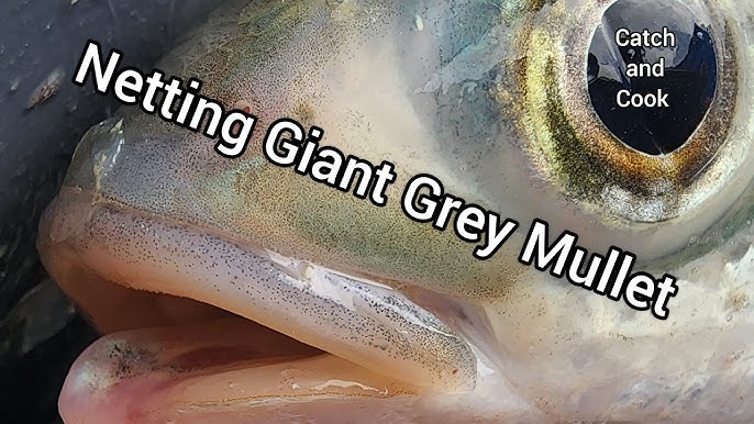 Netting Big Grey Mullet in the Far North 