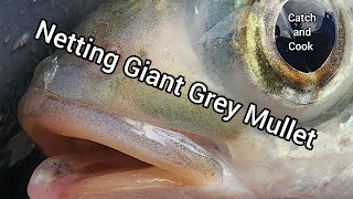 Netting Giant Grey Mullet   [ Catch and Cook ]