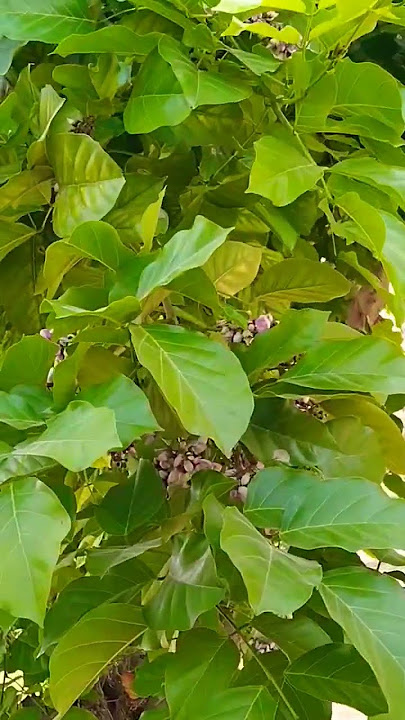 Ummati