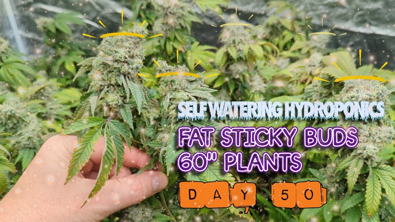 Grow in Coco: Spider Farmer LED Grow Lights for Indoor Plants – Better Than CFLs!