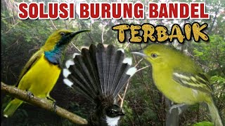 Suara Pikat Burcil Ribut Kejepit Solusi Burung Bandel