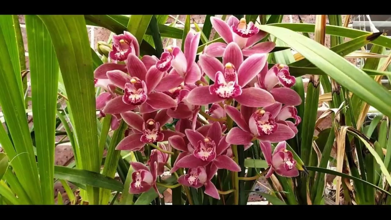 Orchids Collections 1