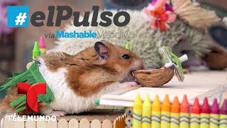 Sonríe Con Los Últimos Animales Virales El Pulso Entretenimiento