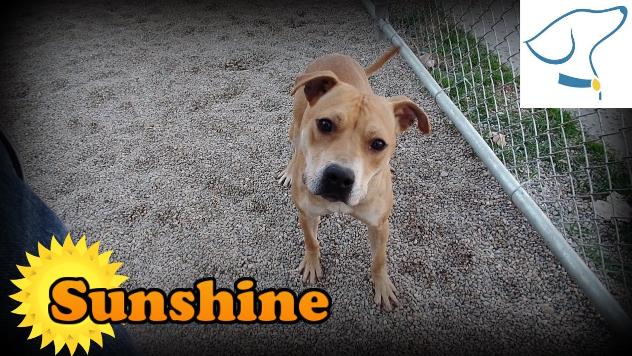 Sunshine Lucas County Canine Care and Control YouTube