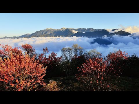 阿里山國家森林遊樂區｜小笠原平台觀日出直播