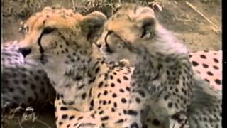 Hunters - Tooth And Claw