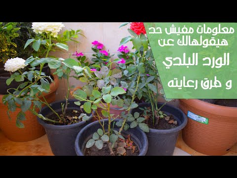 معلومات ٩٠ %من الناس ميعرفوهاش عن الورد البلدي و خاصة اخر معلومة