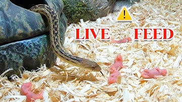 Gopher Snake Eats 6 Baby Pinkie Mice : Warning LIVE FEED