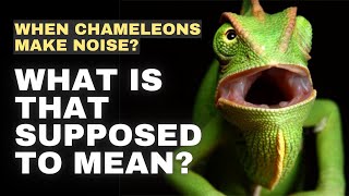 5 Types of Noises Chameleons Makes screenshot 3