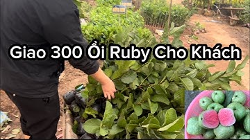 Giống Ổi Ruby Ruột Đỏ Không Hạt Quả To 700 800g, Giống Ổi Ngon, Dễ Trồng, Giòn Ngọt Kinh Tế