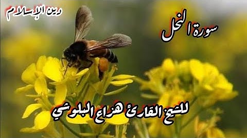 سورة النحل بصوت جميل للقارئ الشيخ هزاع البلوشي ⚘💚
