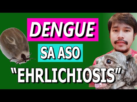 Video: Ehrlichiosis Sa Mga Aso