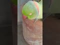 MITHU MEOW 🦜| original sound "please subscribe 🎉