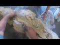 Mark Loffhagen Alpaca Shearing with a Go Pro