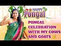 Mattu pongal celebration with my pets cow  goat 2 english vlog
