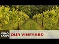 Our Vineyard Story - A Dream Meets Reality