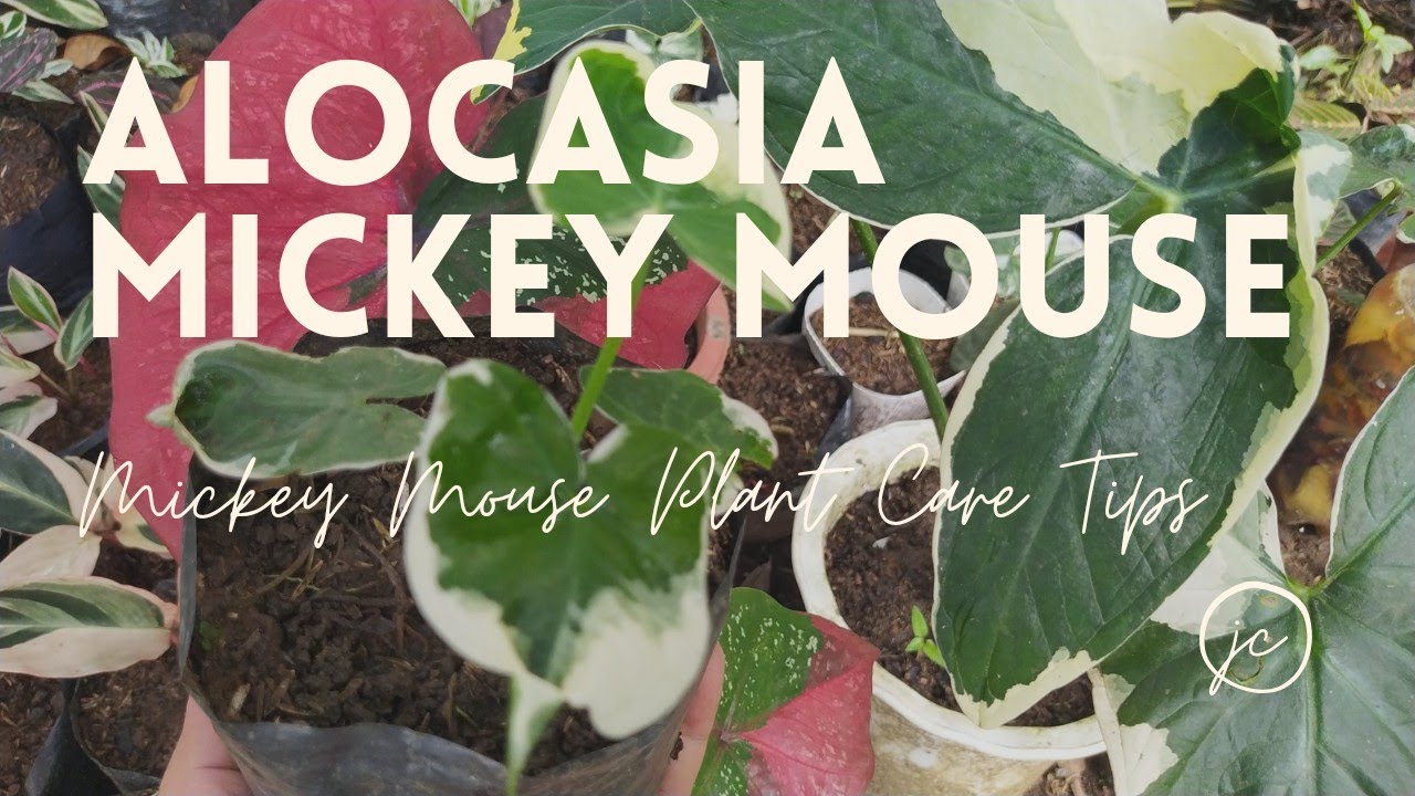 How To Care For Alocasia Xanthosoma Mickey Mouse Plant (with English