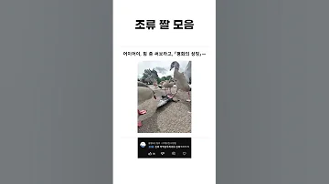라노벨 번역기