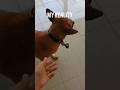 How to train a dog  pets dog funny