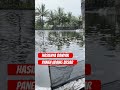 Panen banyak sekali
