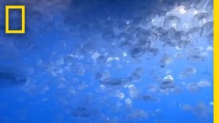 Jellyfish National Geographic