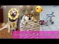 Puppy ေလးေတြကိုခ်စ္တတ္တဲ့ puppy ခ်စ္သူမ်ားအတြက္ပါ