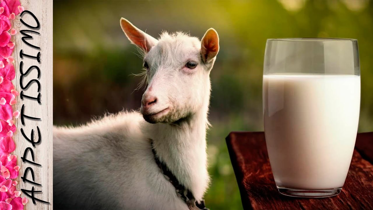 Вкус и запах КОЗЬЕГО МОЛОКА ☆ Как избавиться от неприятного вкуса и ...