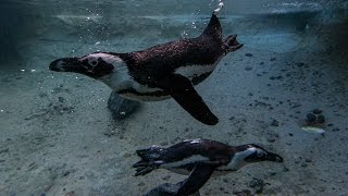 Penguins Play at the San Diego Zoo